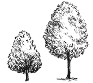 Tree Icons