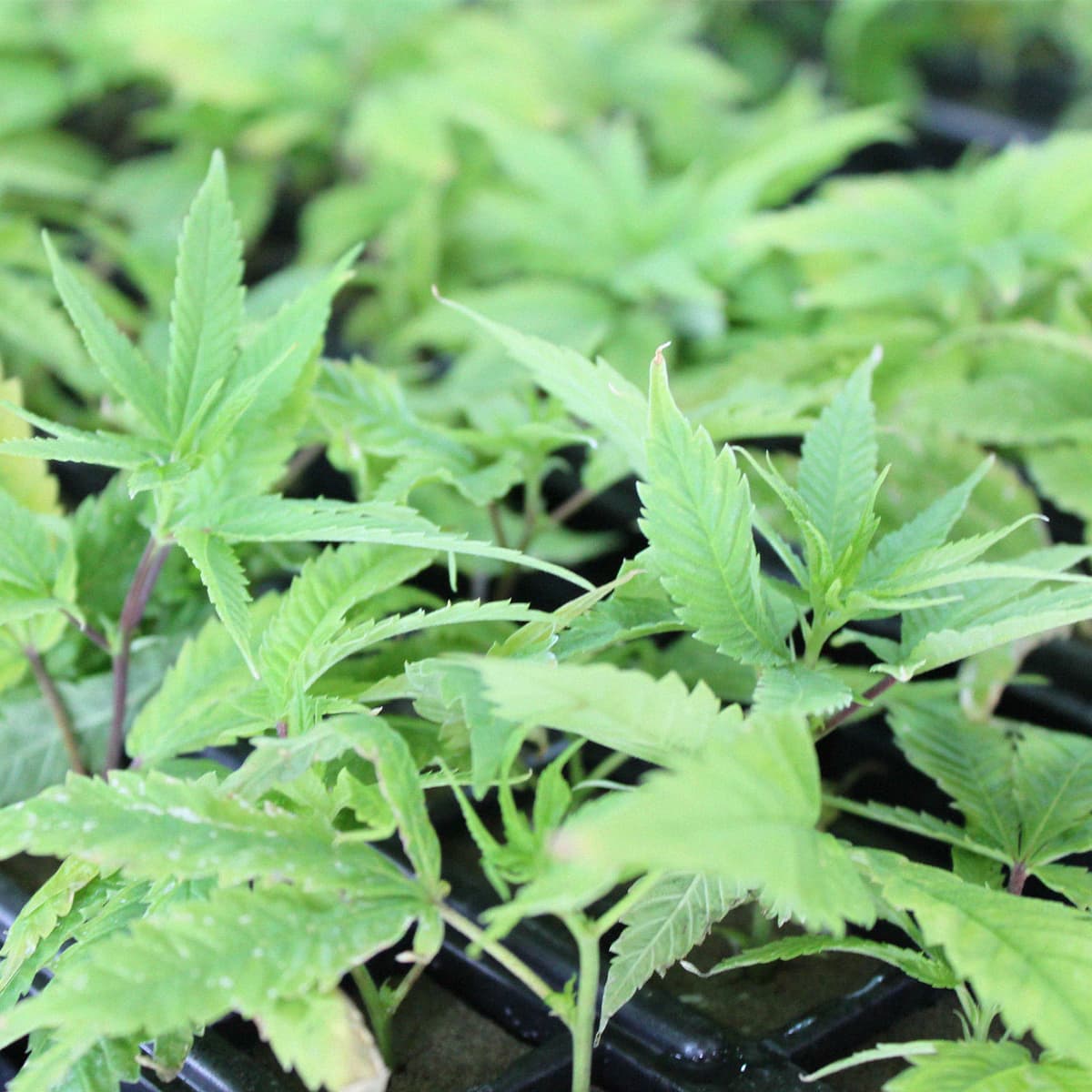 Other Kentucky Proud program resources