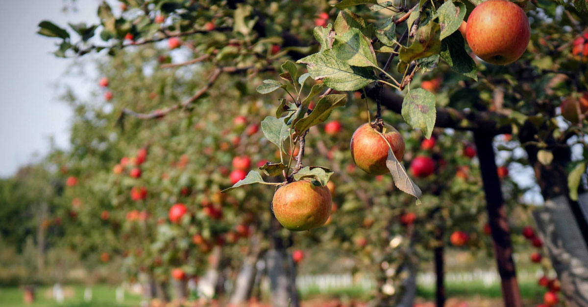 Orchards, Mazes & U-Picks